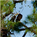 Bald-headed Eagle