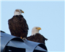 Bald-headed Eagle