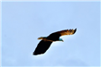 Bald-headed Eagle