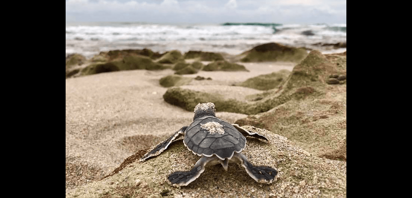 MacArthur Park Baby Sea Turtle