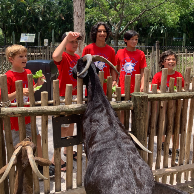 Gamp Image Petting Goat