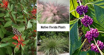 Native Florida plants collage