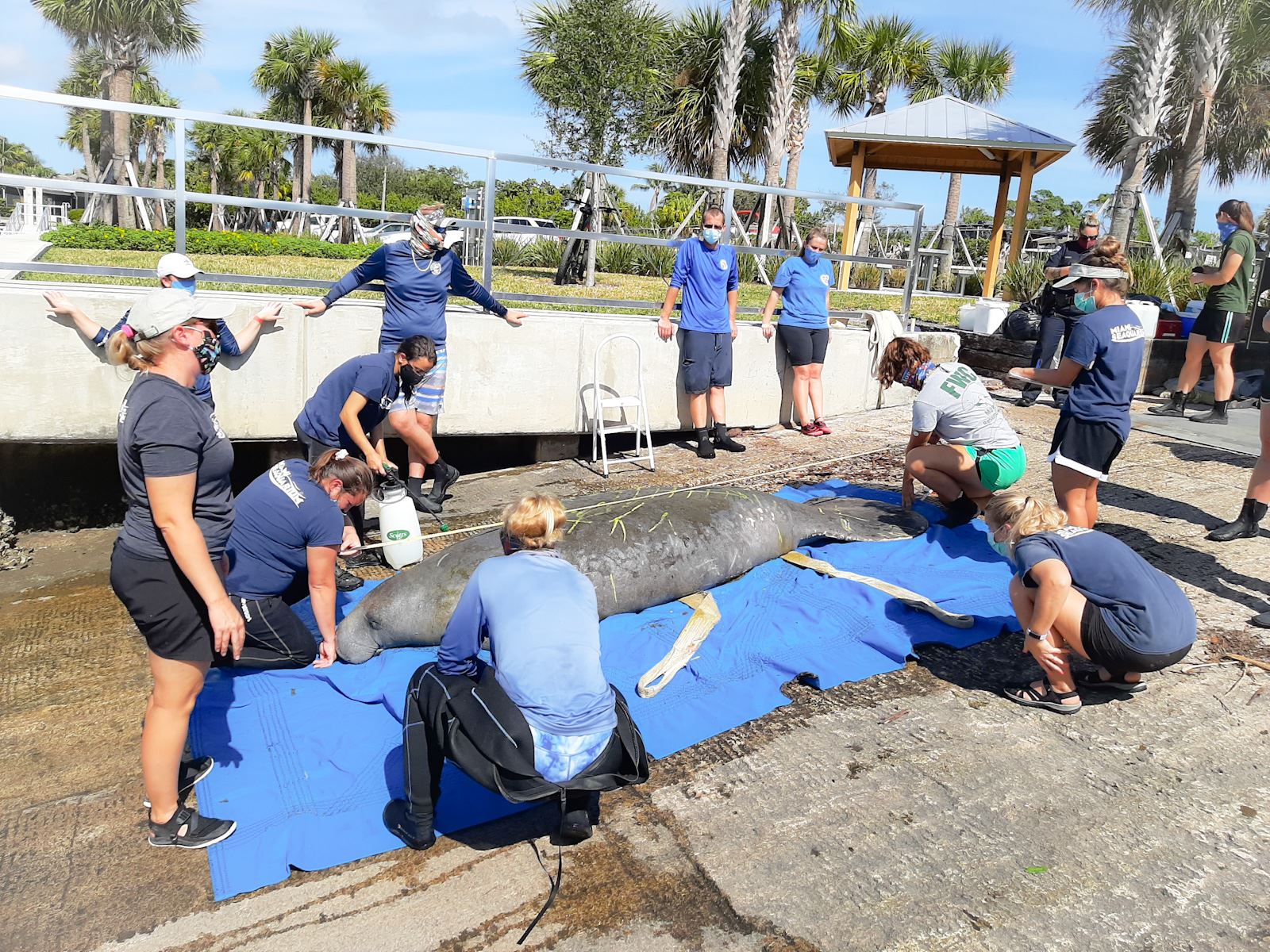 Manatee lying on anchorage Park boat ramp being readied for release by marine life specialists